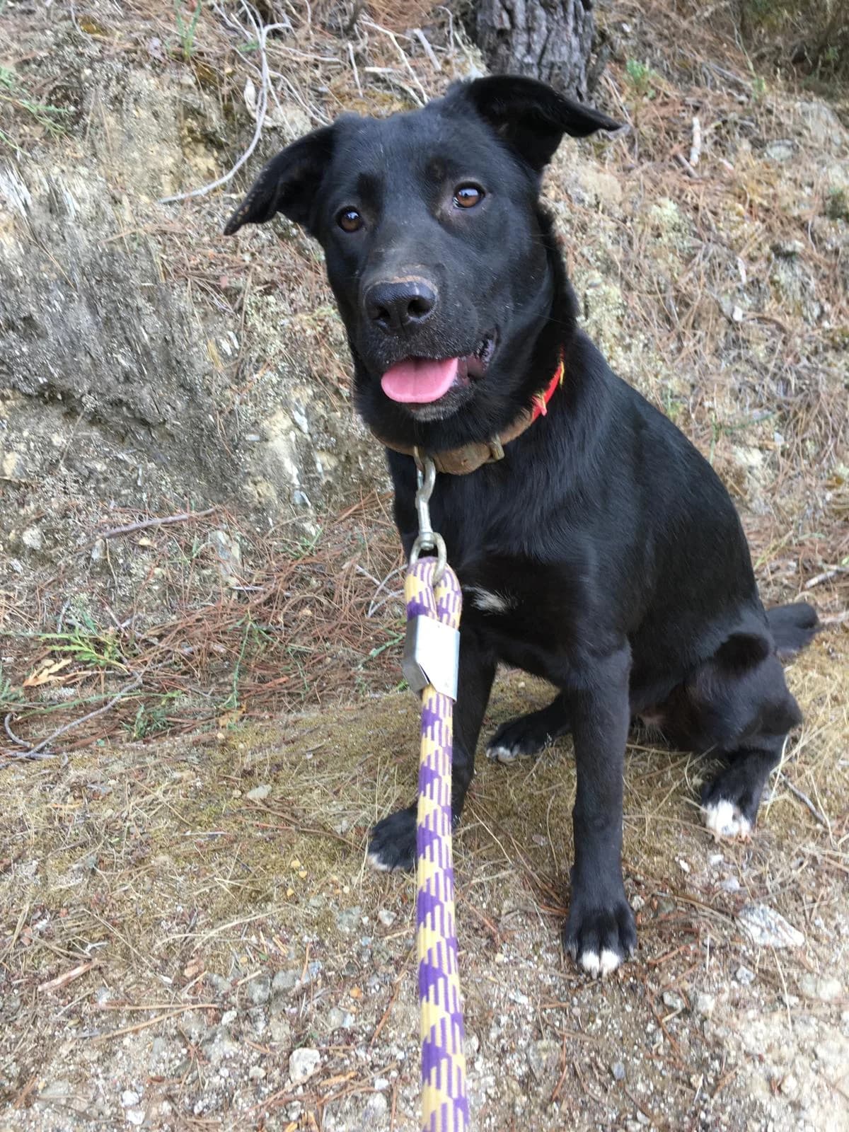 Eliza, female young mixed breed for adoption at Hounds of Love Rescue