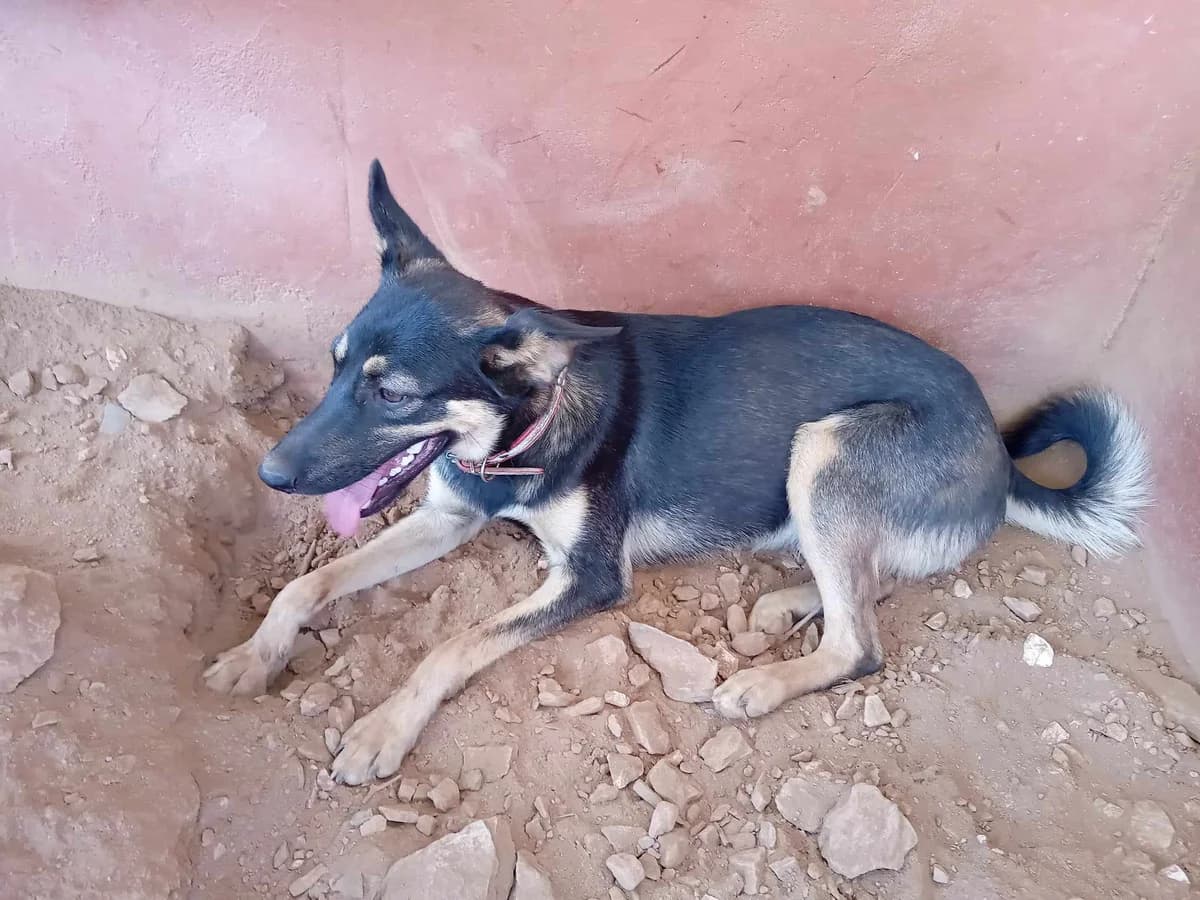 Florrie, female 3yo mixed breed for adoption at Hounds of Love Rescue