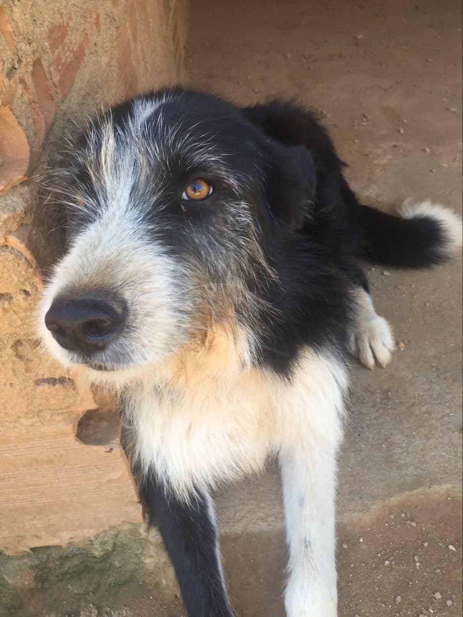 George, male Mixed Breed for adoption at Hounds of Love Rescue