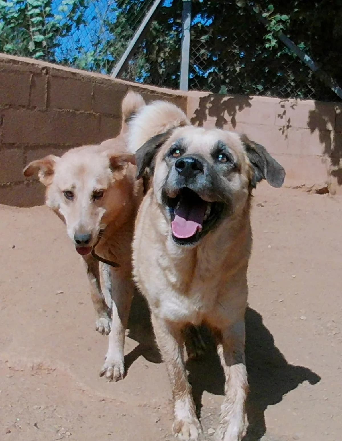 Iris, female 7yo Mixed Breed for adoption at Hounds of Love Rescue