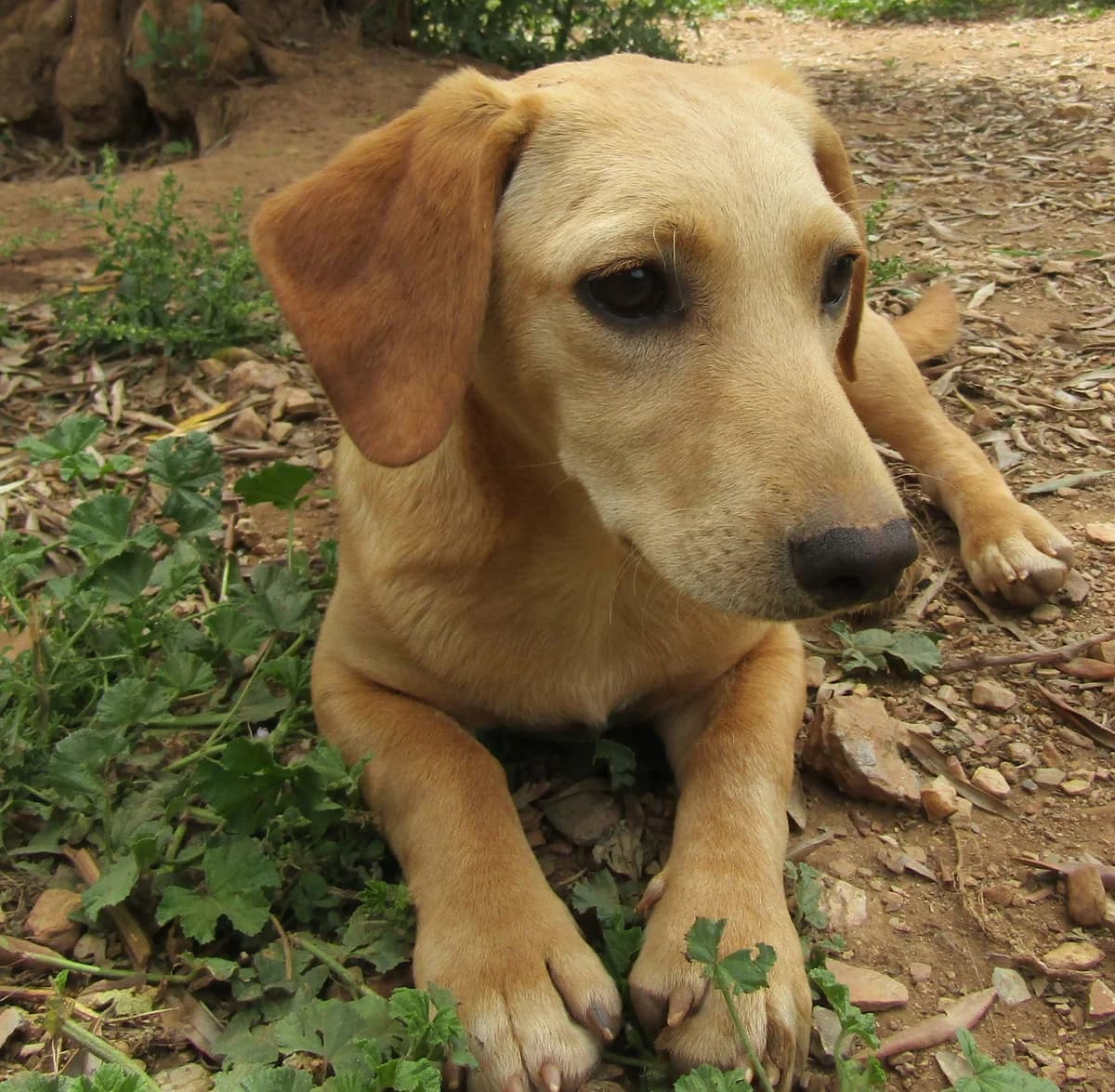 Lucy, female Mixed Breed for adoption at Hounds of Love Rescue