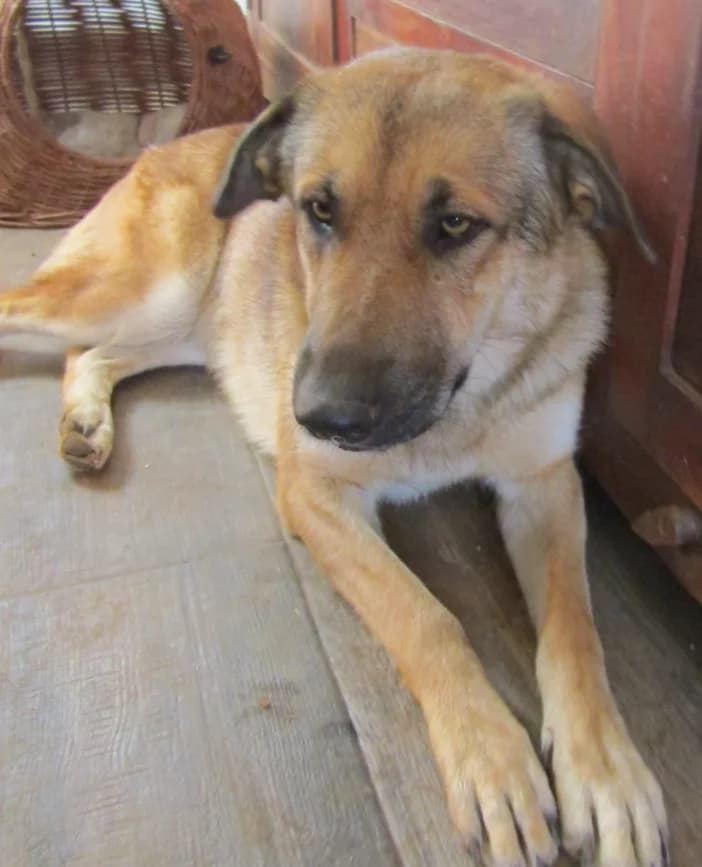 Mae, female 7yo Mixed Breed for adoption at Hounds of Love Rescue