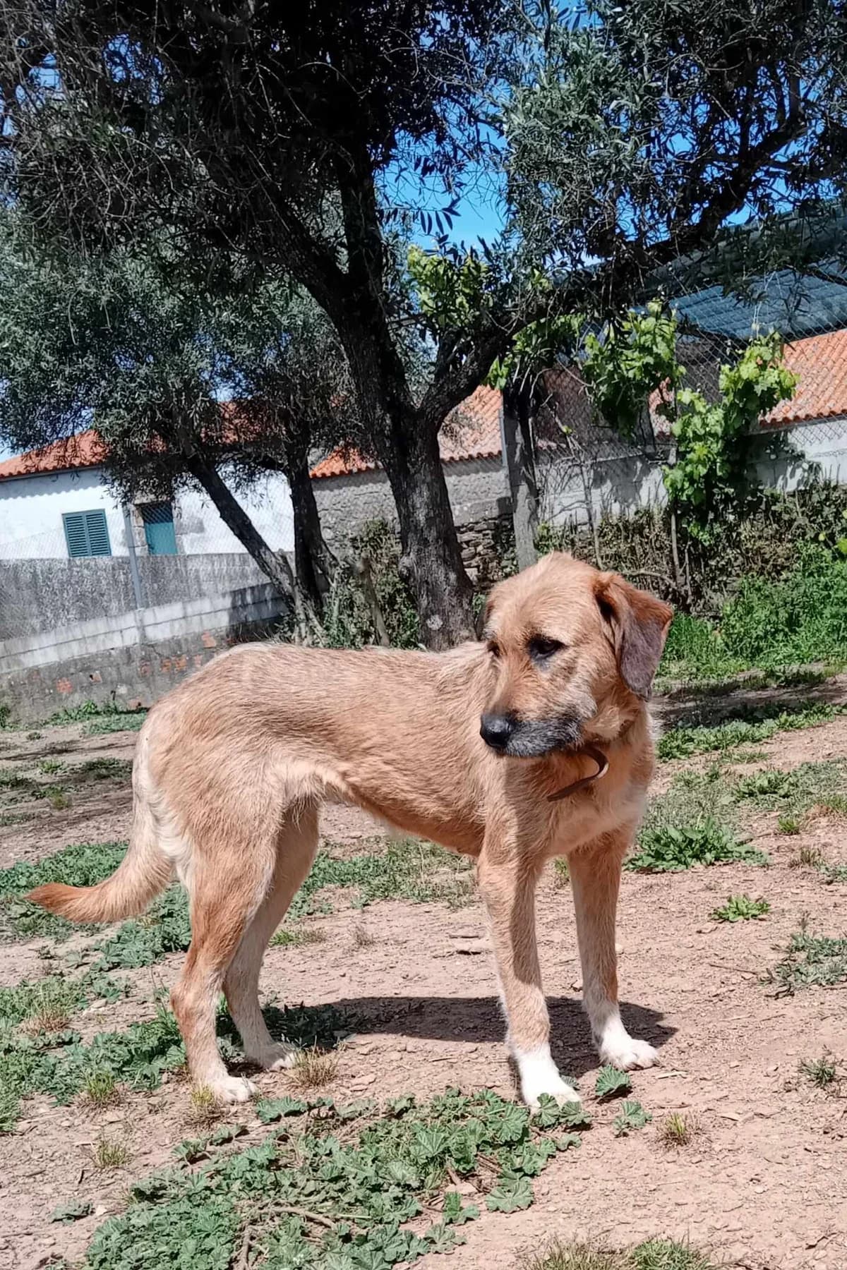 Marigold, female puppy Mixed Breed for adoption at Hounds of Love Rescue