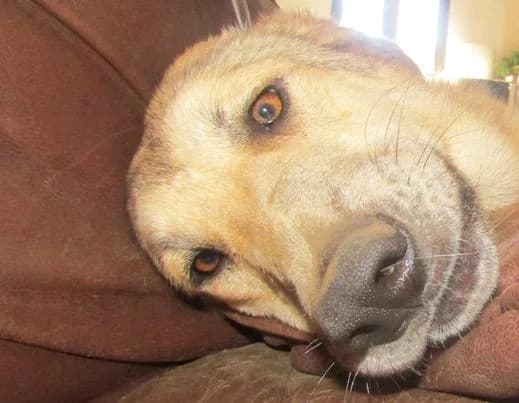 Milly, female Mixed Breed for adoption at Hounds of Love Rescue