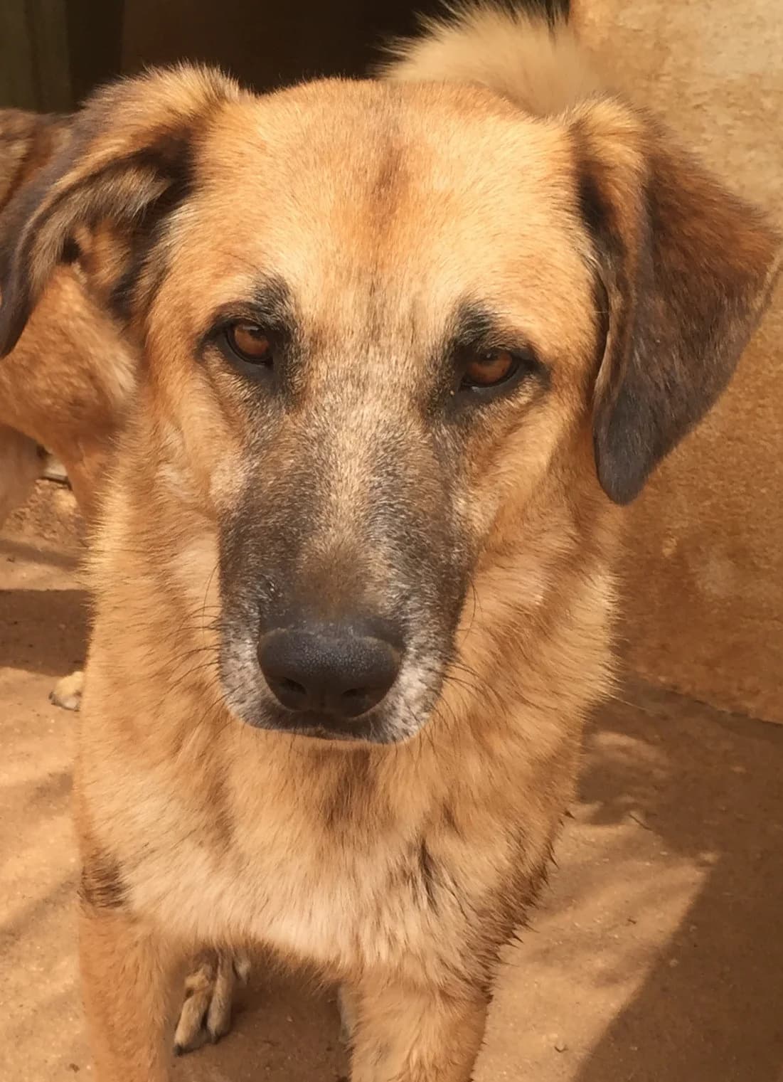 Monkey, male 7yo Mixed Breed for adoption at Hounds of Love Rescue