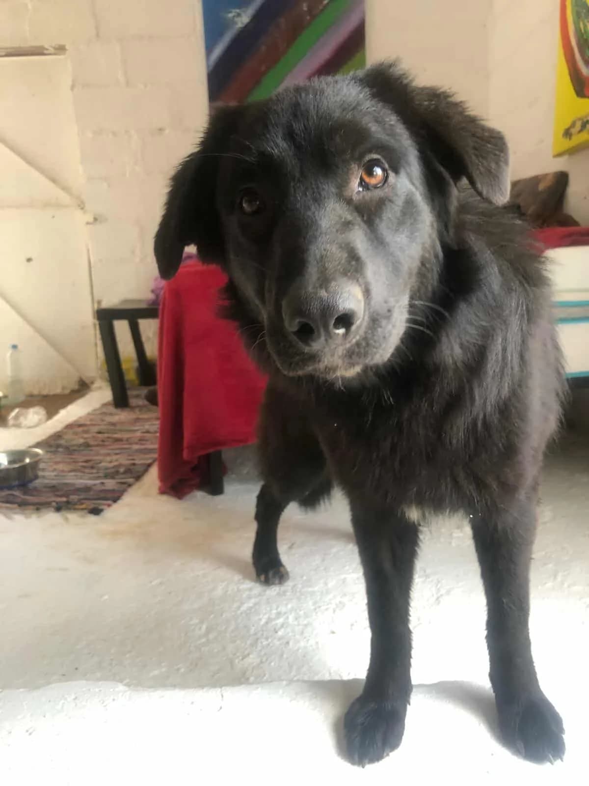Oliver, male young mixed breed for adoption at Hounds of Love Rescue