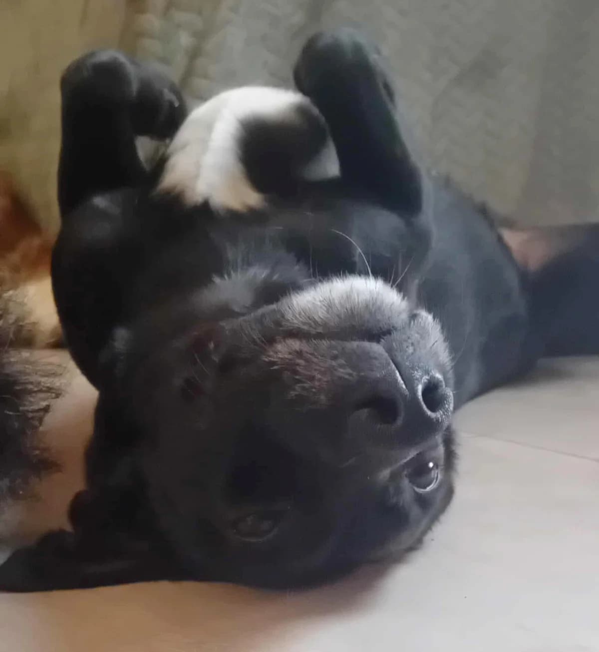 Pepper, male 5yo mixed breed for adoption at Hounds of Love Rescue