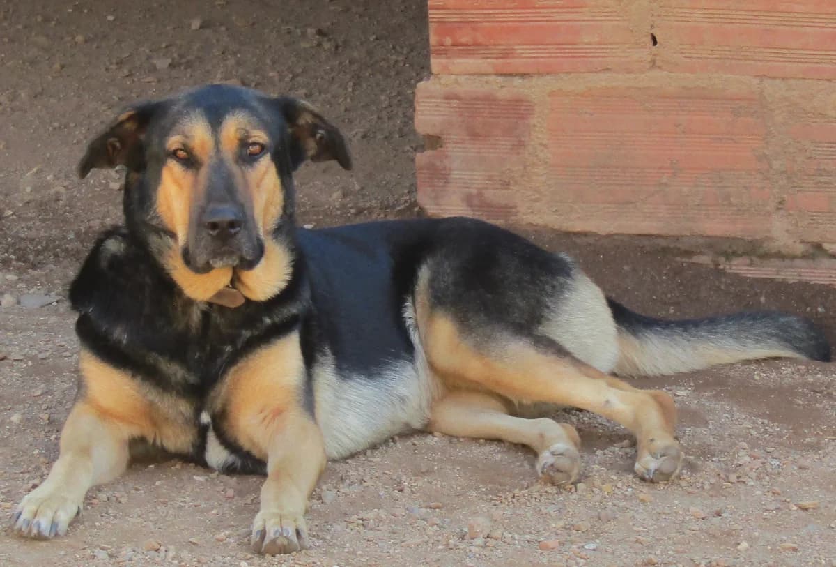 Pixie, senior Mixed Breed for adoption at Hounds of Love Rescue