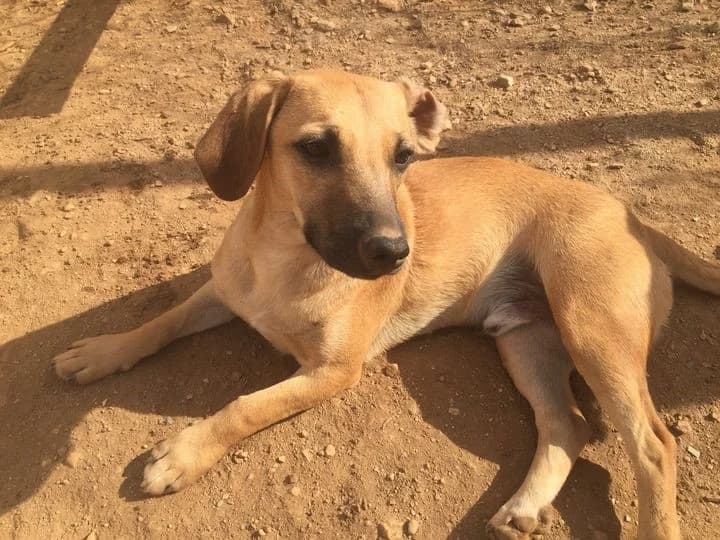 Ray Stewart, male Mixed Breed for adoption at Hounds of Love Rescue