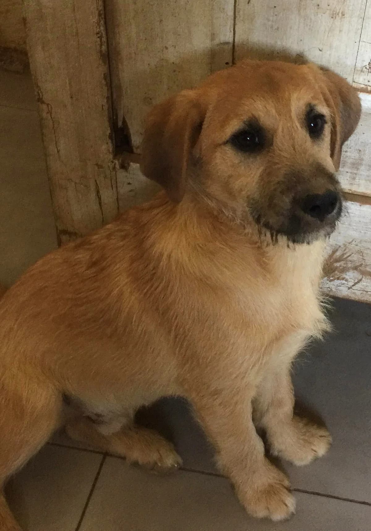 Rodney, male Mixed Breed for adoption at Hounds of Love Rescue