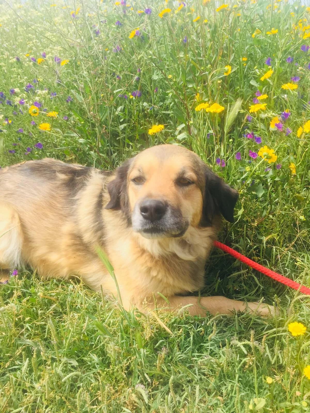 Rosie, female 7yo Mixed Breed for adoption at Hounds of Love Rescue