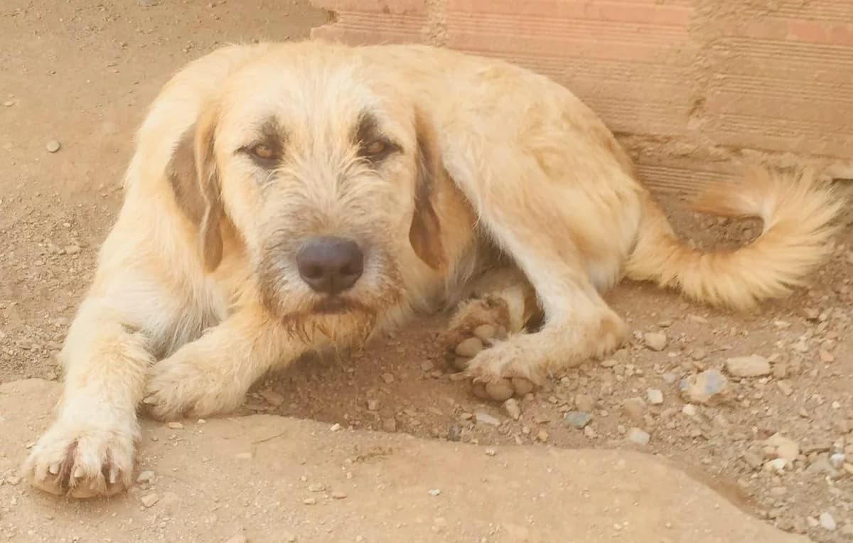 Samson, male puppy Mixed Breed for adoption at Hounds of Love Rescue