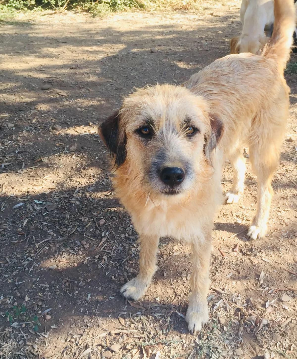 Sunny, female puppy Mixed Breed for adoption at Hounds of Love Rescue