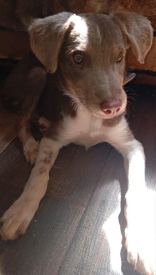 Sweep, male young mixed breed for adoption at Hounds of Love Rescue