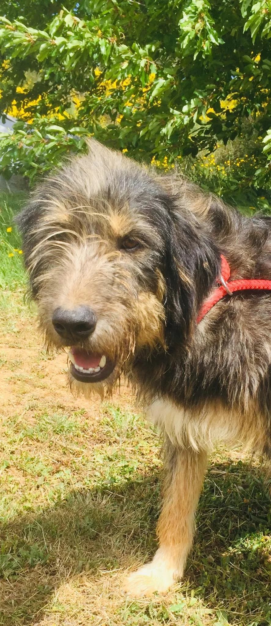 Teddy, male Mixed Breed for adoption at Hounds of Love Rescue