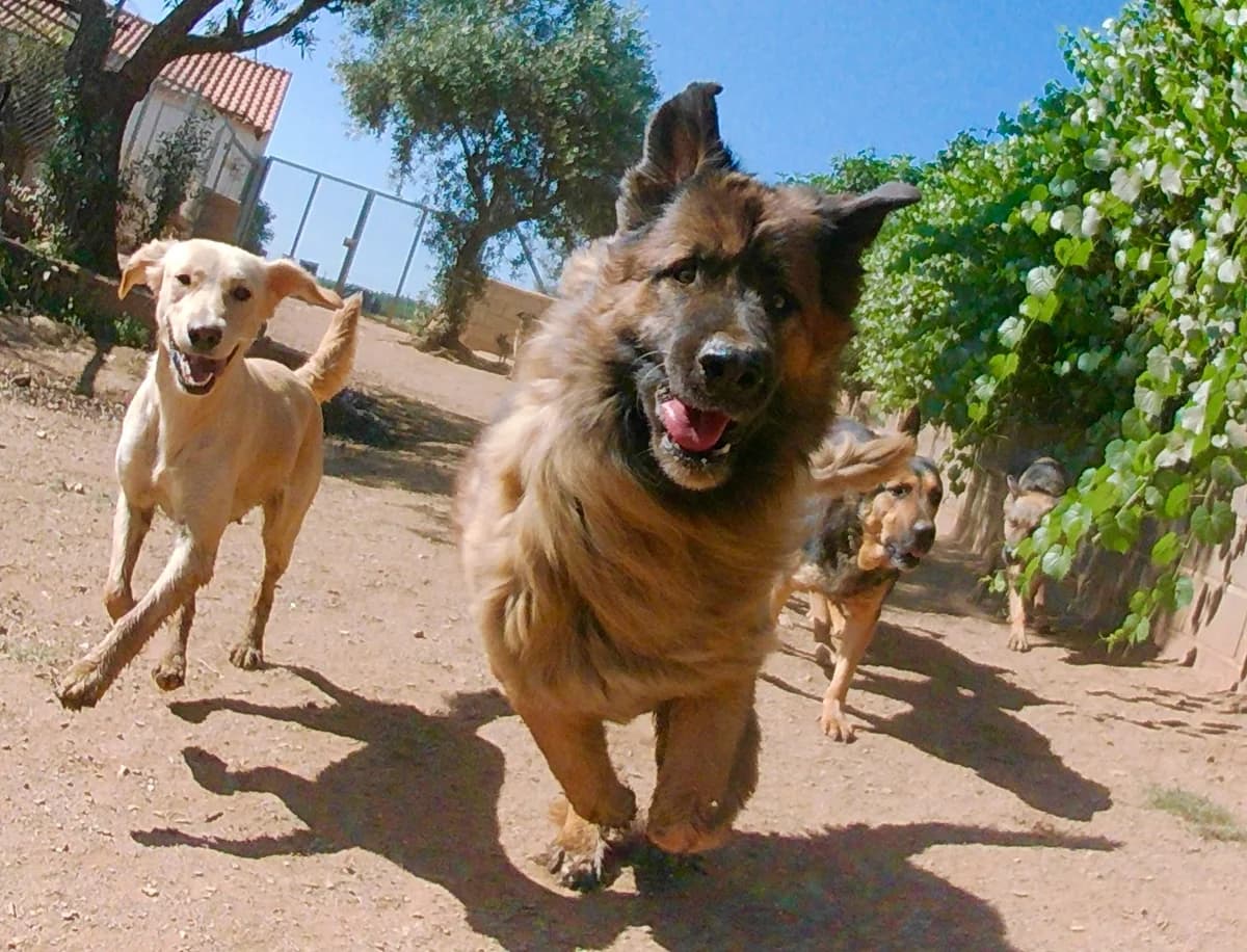 Winston, male 7yo Mixed Breed for adoption at Hounds of Love Rescue