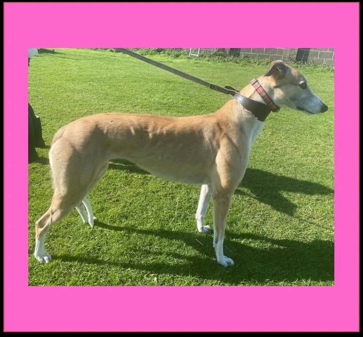 Bianca, female 6yo Greyhound for adoption at Hull Greyhound Rescue