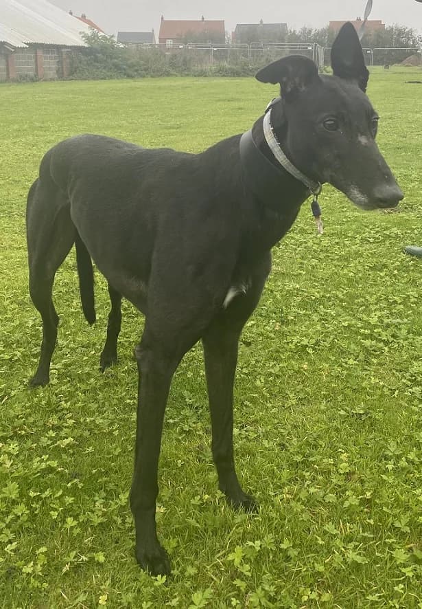Drake, male 7yo Greyhound for adoption at Hull Greyhound Rescue