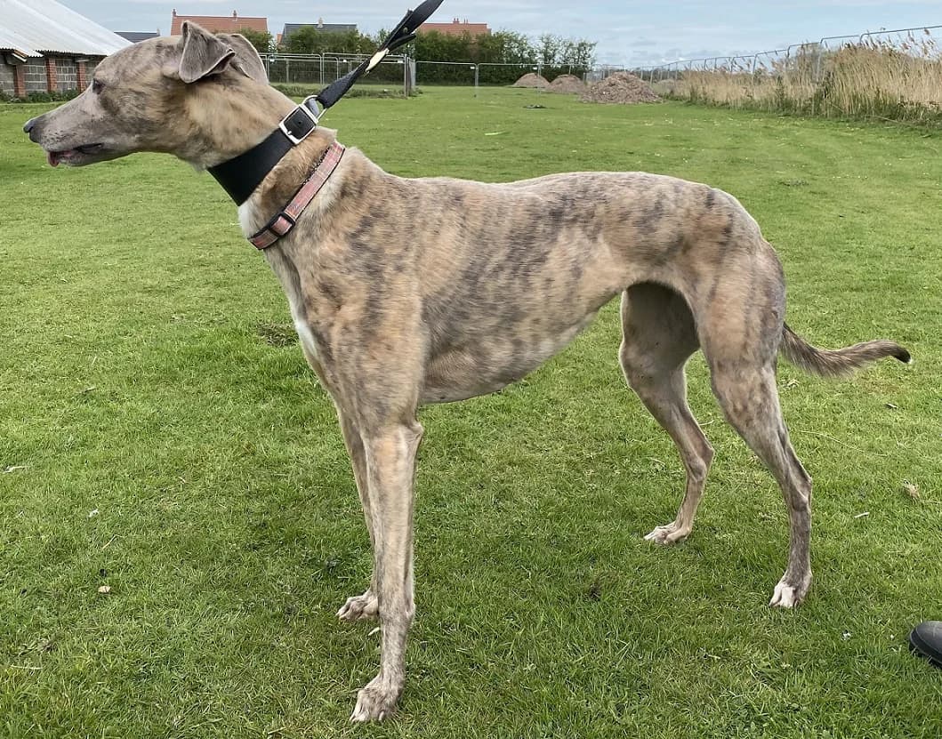 Kim, female 5yo Greyhound for adoption at Hull Greyhound Rescue