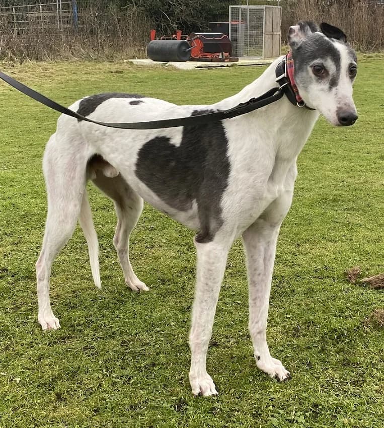 Kudo, male 7yo Greyhound for adoption at Hull Greyhound Rescue