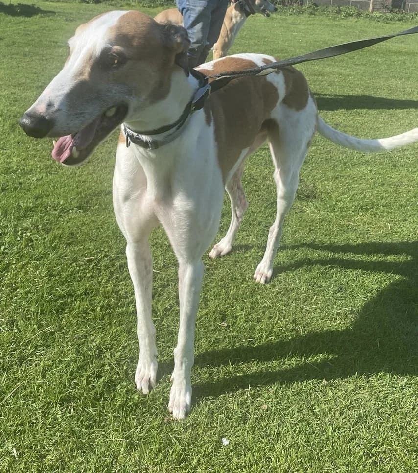 Marvin, male 7yo Greyhound for adoption at Hull Greyhound Rescue