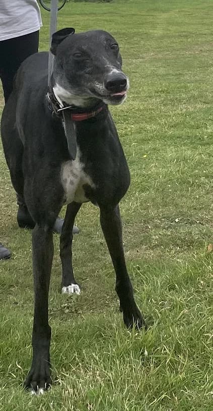 Minnie, female 6yo Greyhound for adoption at Hull Greyhound Rescue