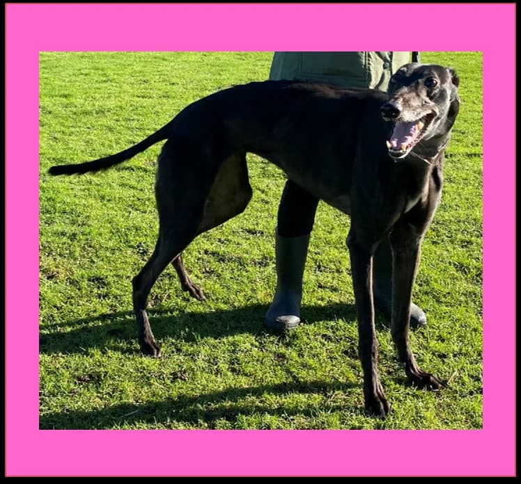 Pip, female 6yo Greyhound for adoption at Hull Greyhound Rescue