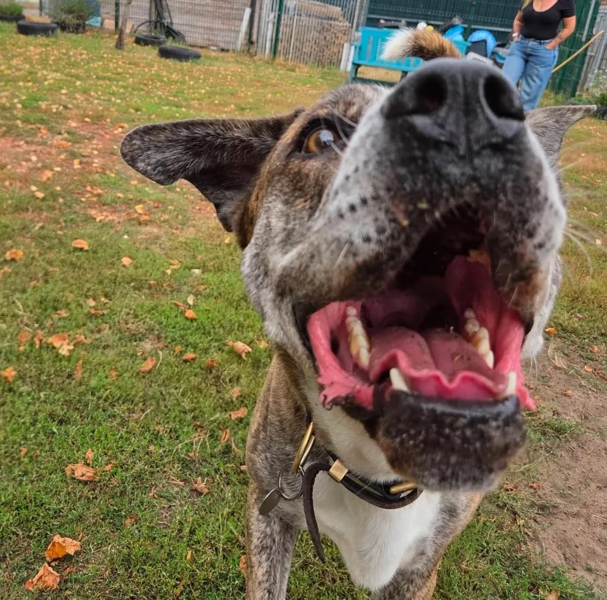 Winston, male 3yo Mixed Breed for adoption at Hull Animal Welfare Trust, South Cave