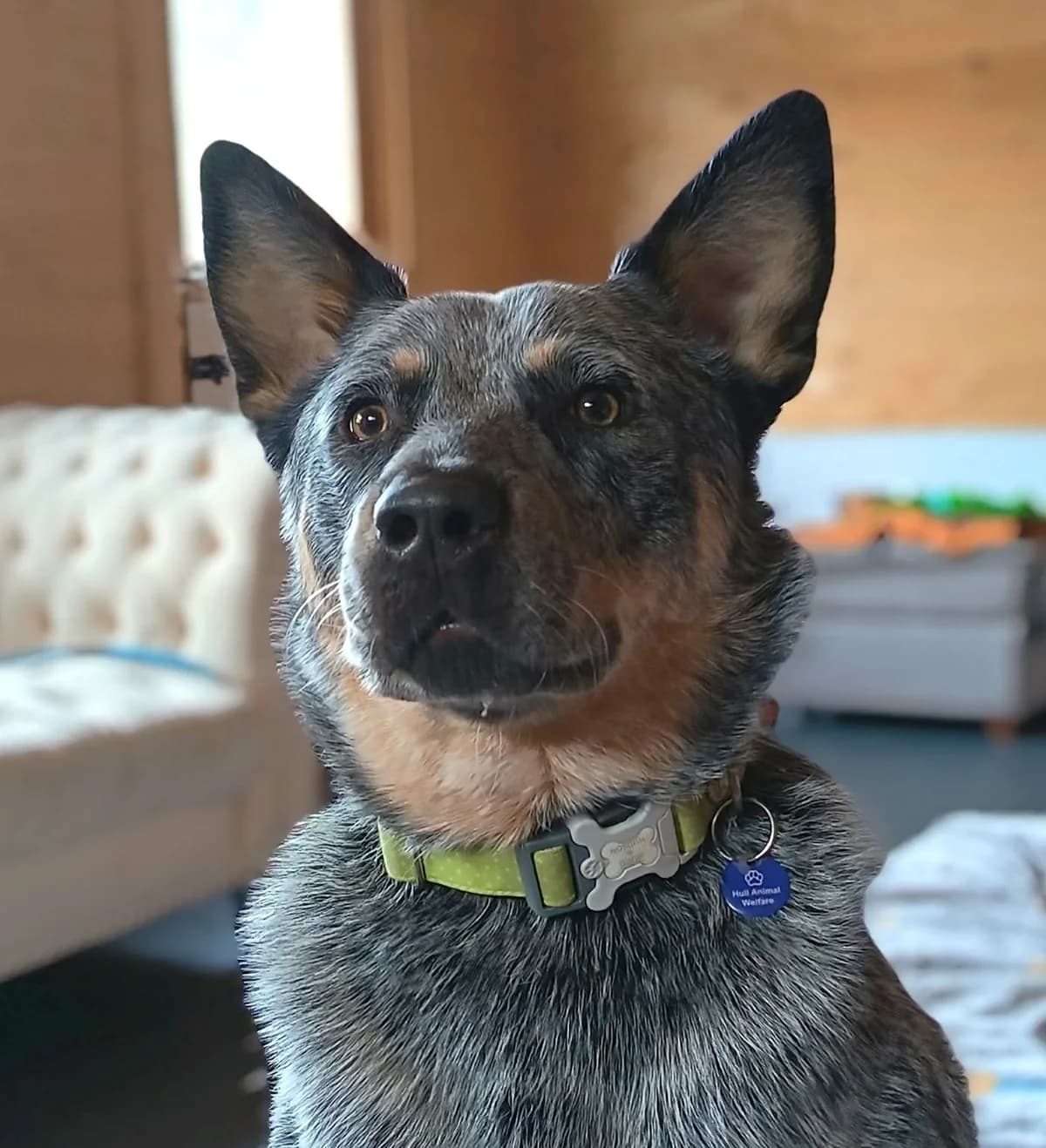 Blue, male Mixed Breed for adoption at Hull Animal Welfare Trust, South Cave