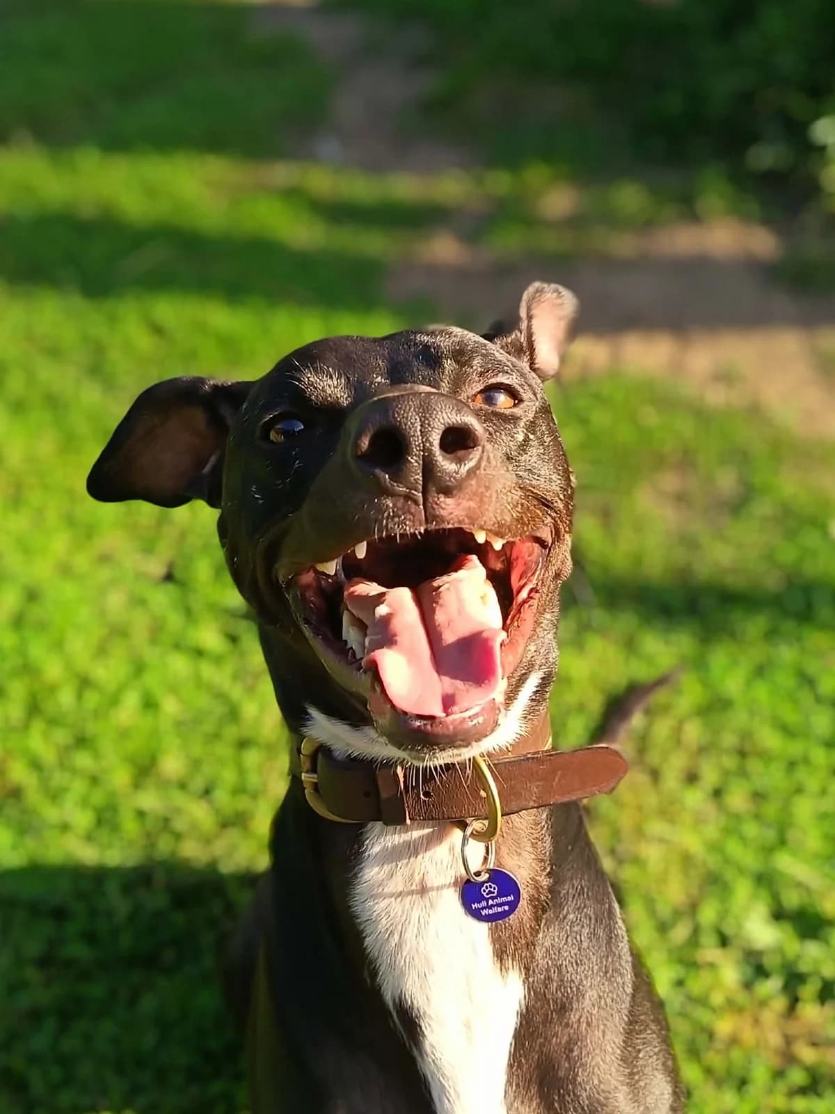 Bruno, male Mixed Breed for adoption at Hull Animal Welfare Trust, South Cave