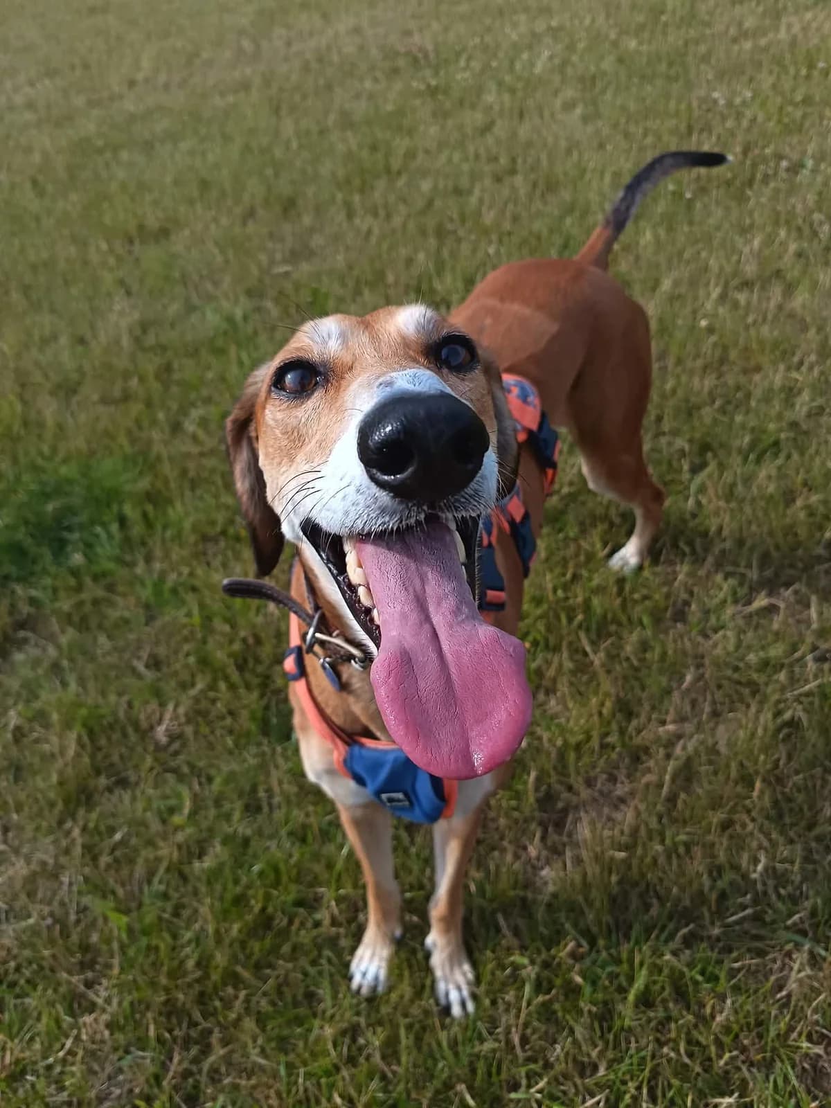 Whiskey, male Mixed Breed for adoption at Hull Animal Welfare Trust, South Cave