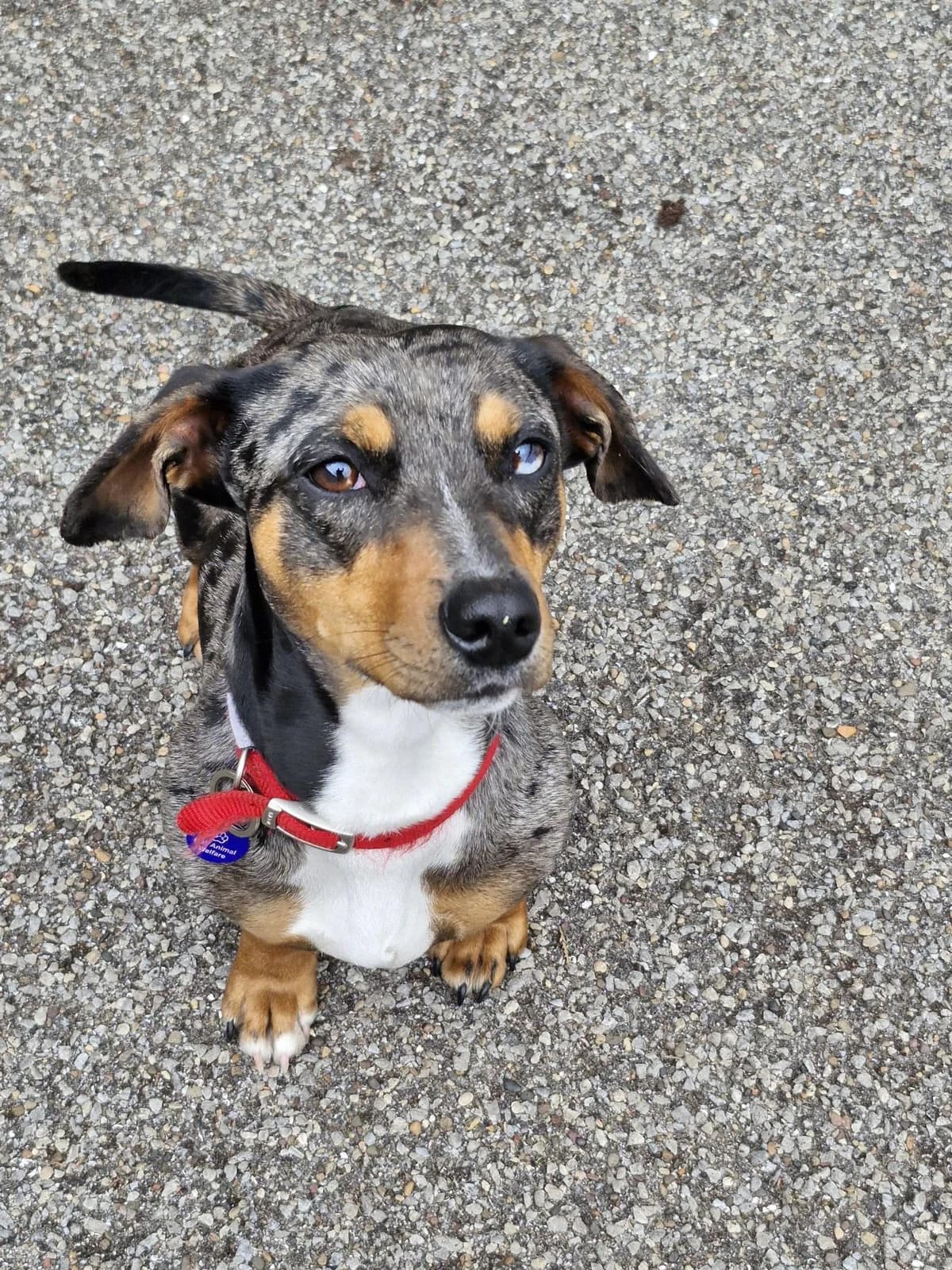 Jackie, female Mixed Breed for adoption at Hull Animal Welfare Trust, South Cave