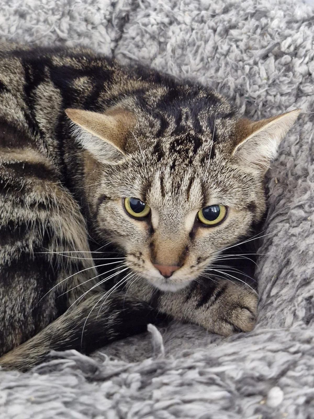 Bramble, female Mixed Breed for adoption at Hull Animal Welfare Trust, South Cave
