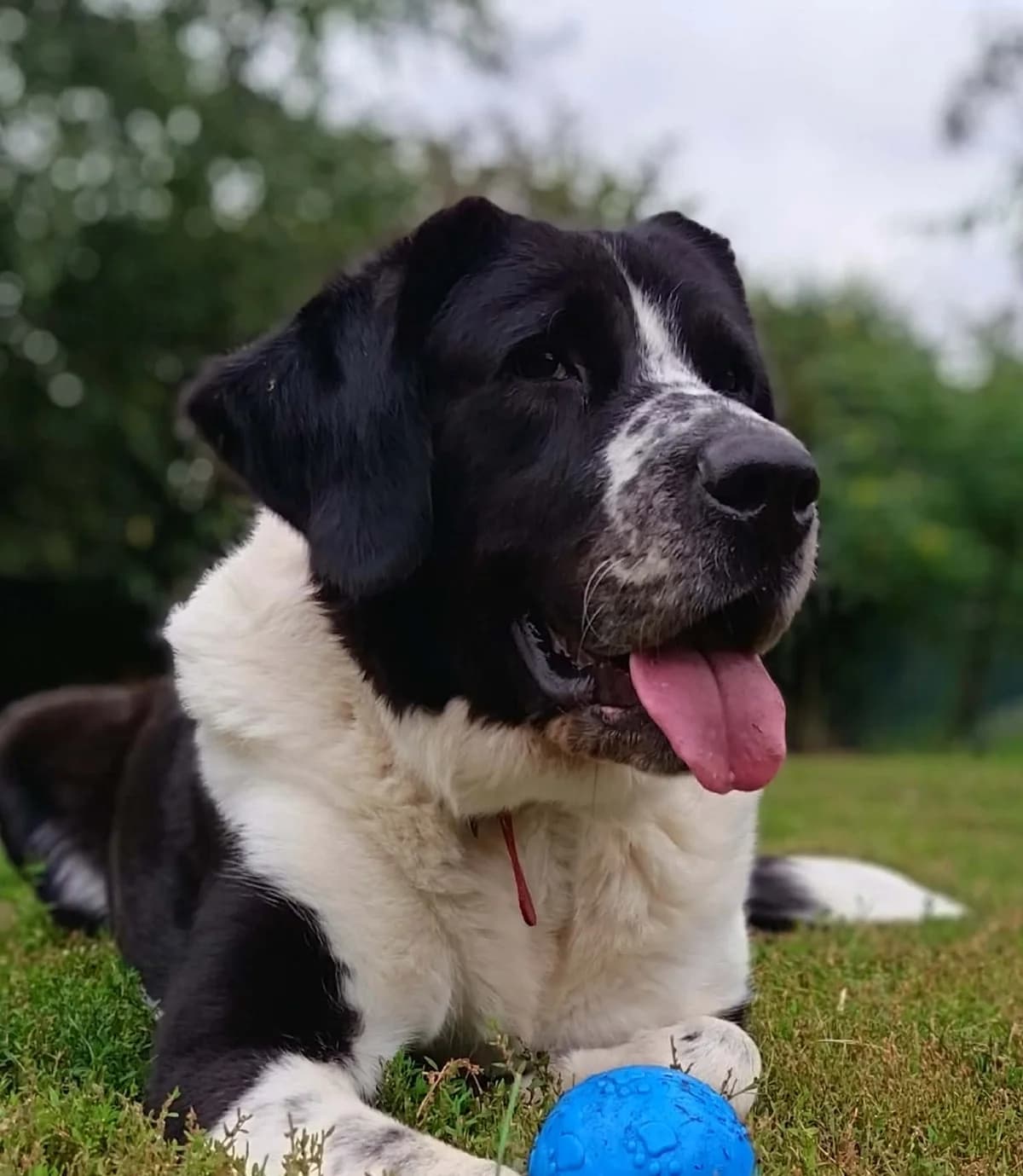 Missy, female 5yo Mixed Breed for adoption at Hull Animal Welfare Trust, South Cave