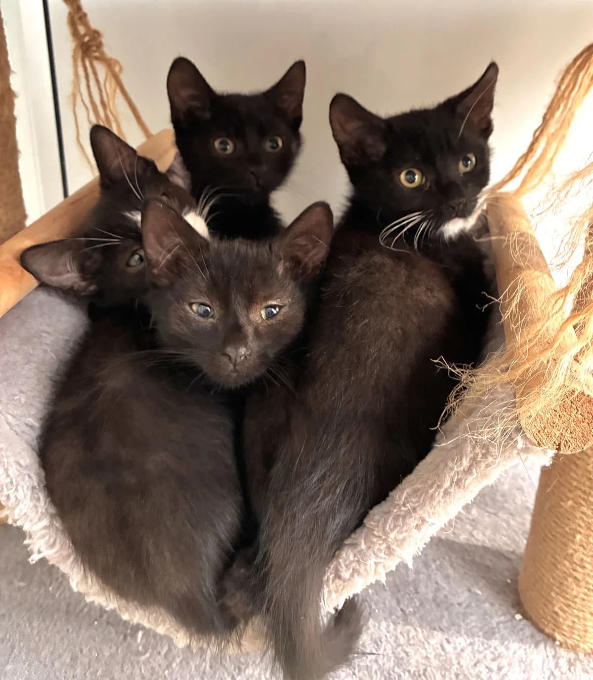 Raven, Echo, Boo &, male Mixed Breed for adoption at Hull Animal Welfare Trust, South Cave