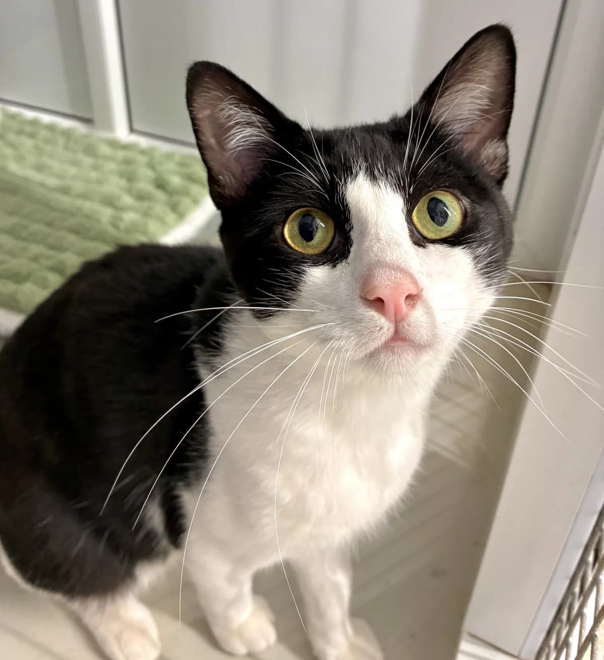 Figaro, male Mixed Breed for adoption at Hull Animal Welfare Trust, South Cave