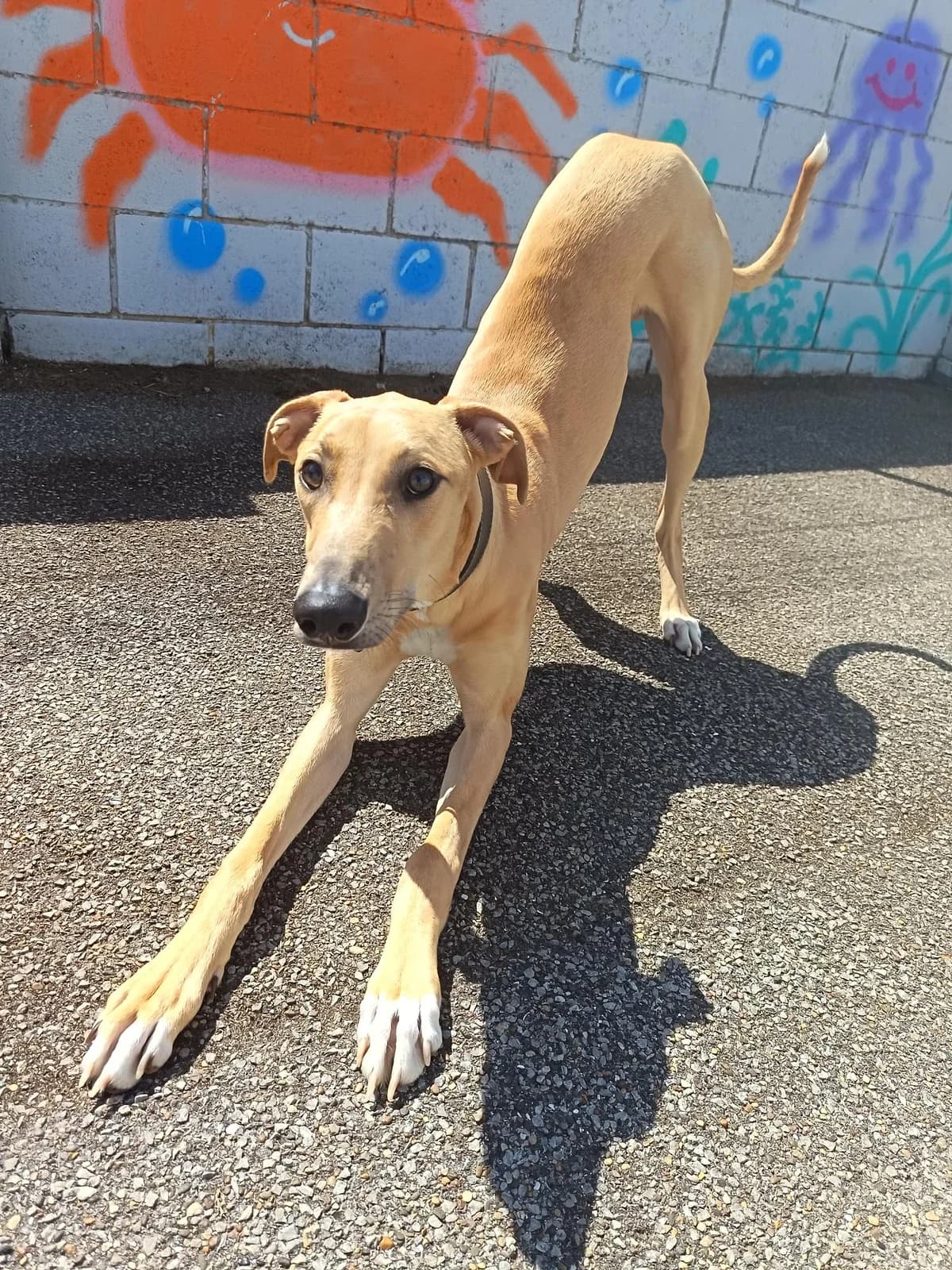 Hendrix, male young Mixed Breed for adoption at Hull Animal Welfare Trust, South Cave