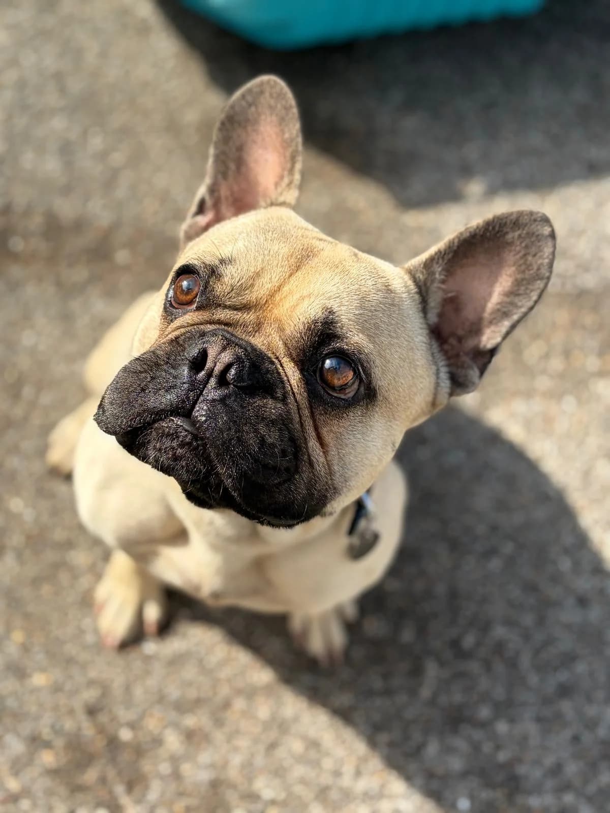 Hulk, male young Mixed Breed for adoption at Hull Animal Welfare Trust, South Cave
