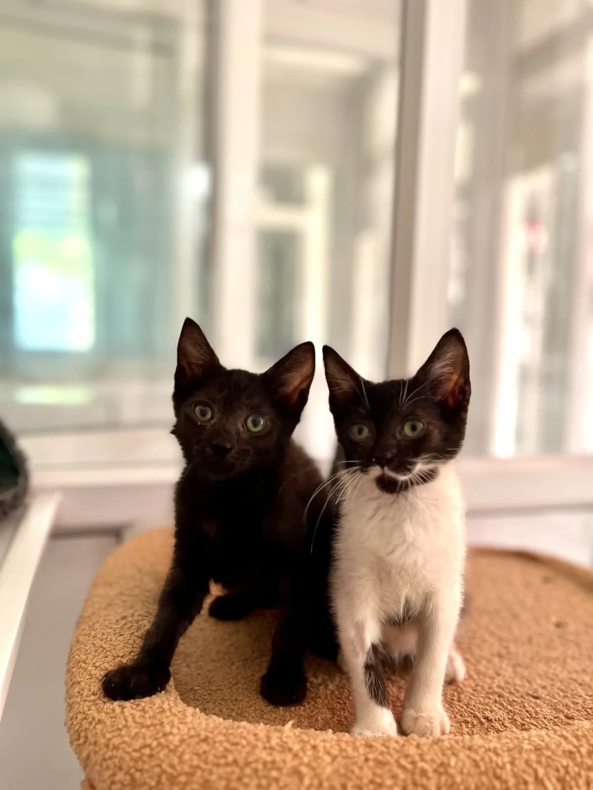 Baguette and Foccacia, female puppy Mixed Breed for adoption at Hull Animal Welfare Trust, South Cave