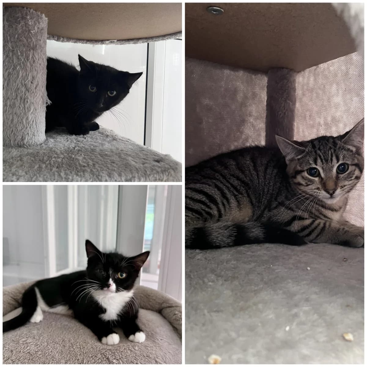 Lucy, Sooty and Misty, female puppy Mixed Breed for adoption at Hull Animal Welfare Trust, South Cave