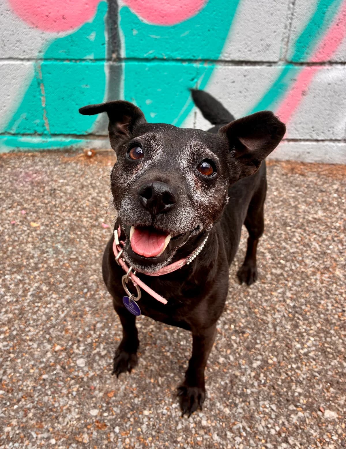 Jet, female senior Mixed Breed for adoption at Hull Animal Welfare Trust, South Cave