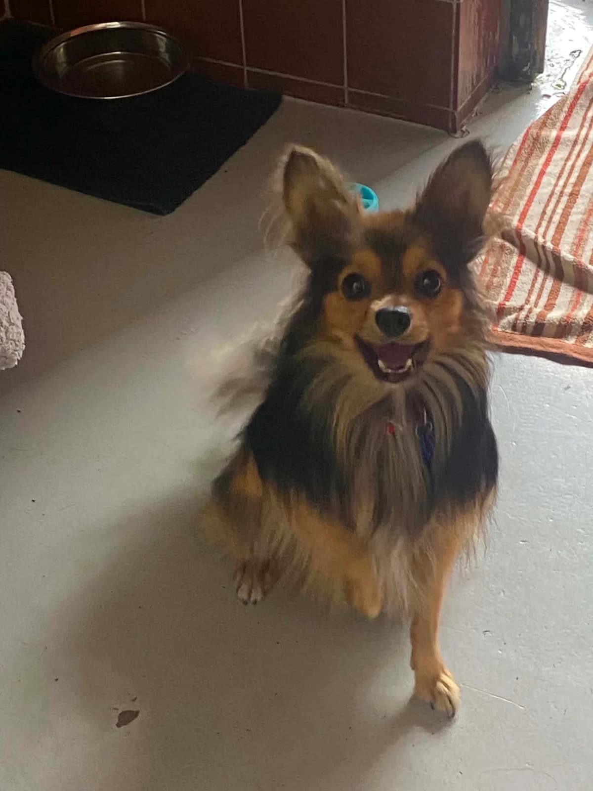 Arlo, male Mixed Breed for adoption at Hull Animal Welfare Trust, South Cave