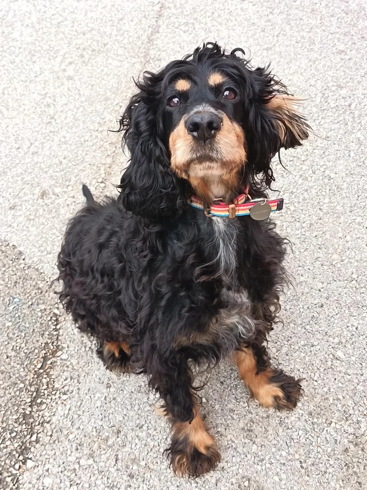 Copper, female 7yo Mixed Breed for adoption at Hull Animal Welfare Trust, South Cave