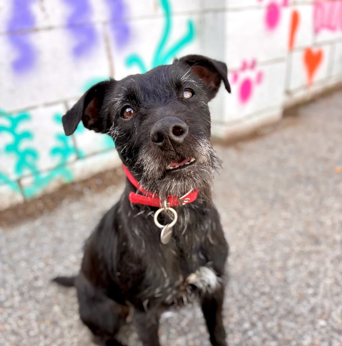 Tammy, female 5yo Mixed Breed for adoption at Hull Animal Welfare Trust, South Cave