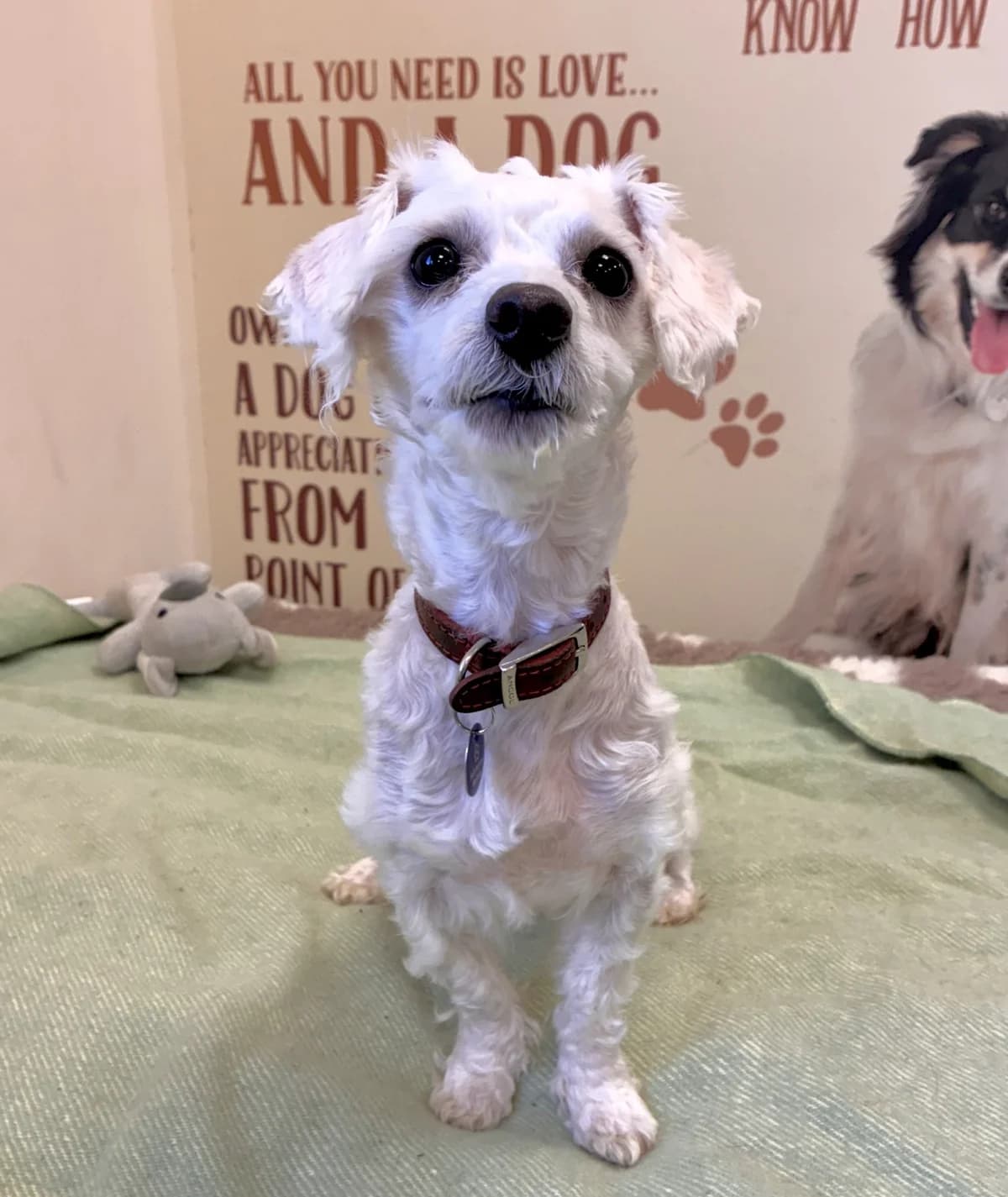 Molly, female 7yo Mixed Breed for adoption at Hull Animal Welfare Trust, South Cave