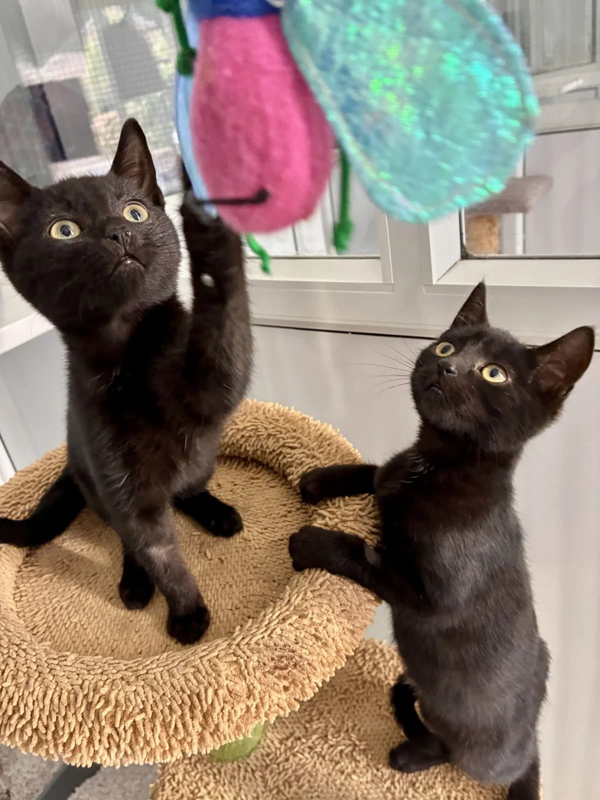 Brownie, Cupcake &, male Mixed Breed for adoption at Hull Animal Welfare Trust, South Cave