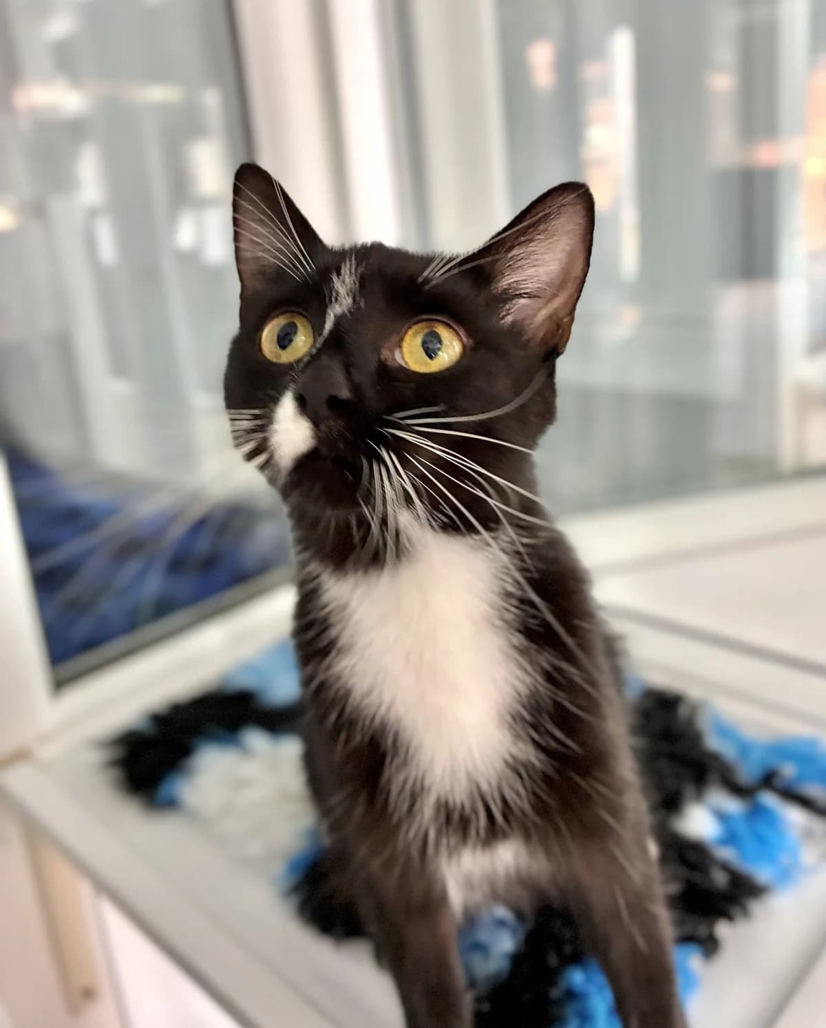 Luna, female puppy Mixed Breed for adoption at Hull Animal Welfare Trust, South Cave