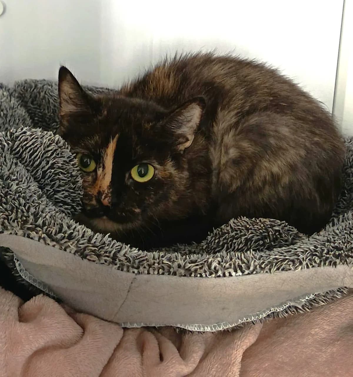 Shadow, female Mixed Breed for adoption at Hull Animal Welfare Trust, South Cave