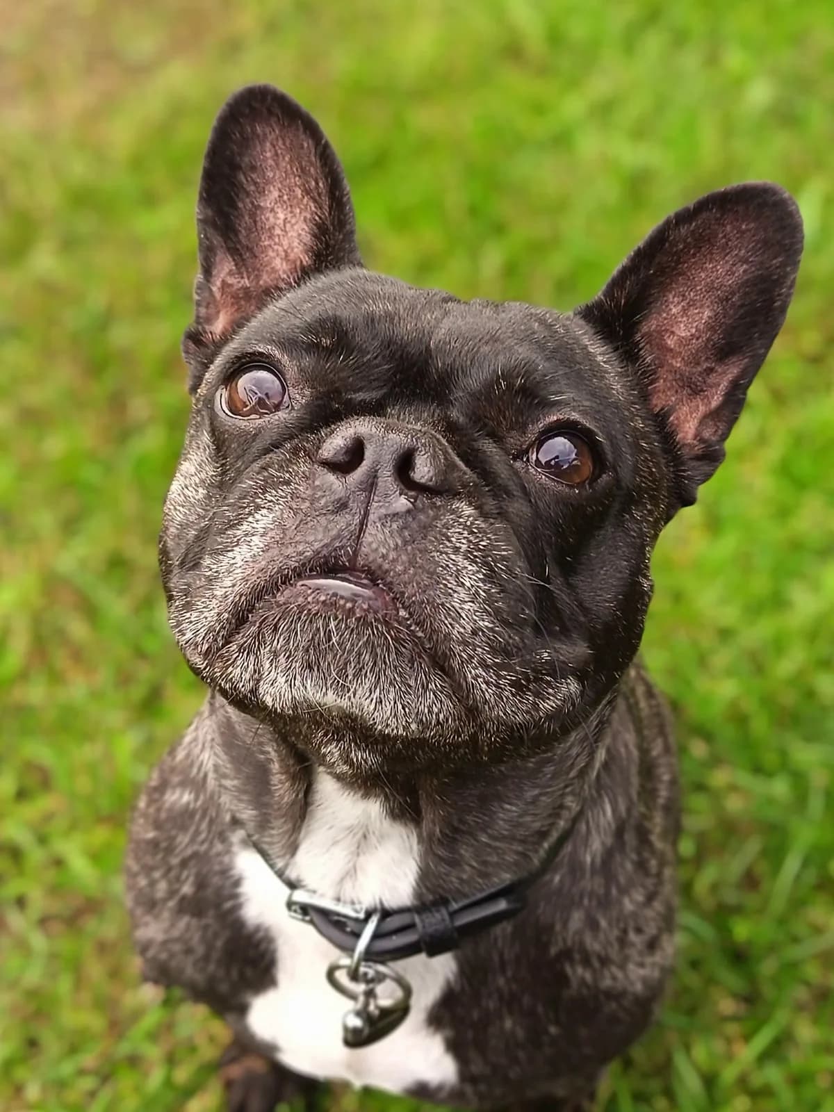 Roxy, female 7yo Mixed Breed for adoption at Hull Animal Welfare Trust, South Cave