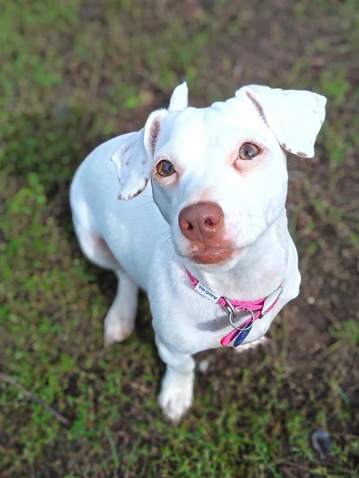 Rosie, female young Mixed Breed for adoption at Hull Animal Welfare Trust, South Cave